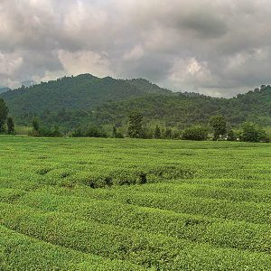 سلام تی - دمنوش لاغری نیوشا